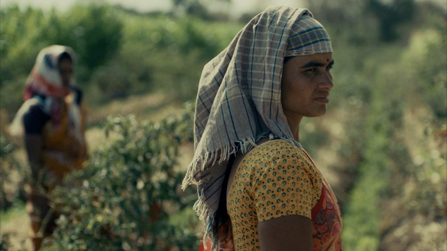 Yogi Tea - Ginger - Image 9