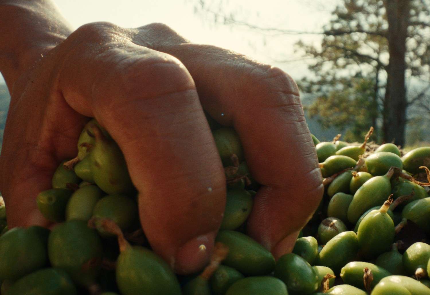 Yogi Tea - Cardamom - Image 11