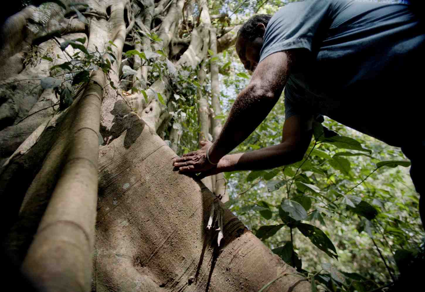 Yogi Tea - Ginger - Image 13